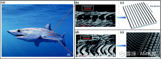仿生鲨鱼皮科技点+1:耐刮擦(图1)