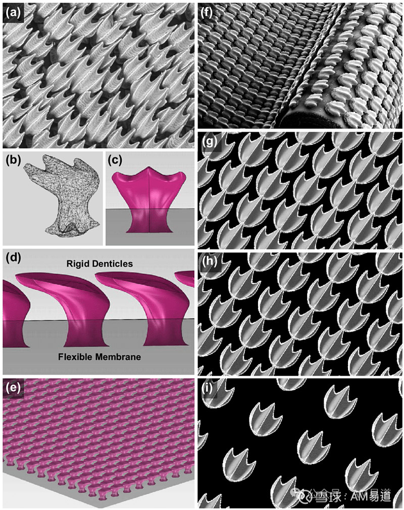 三亿体育科技股份有限公司有哪些很有趣的仿生学研究成果?(图1)
